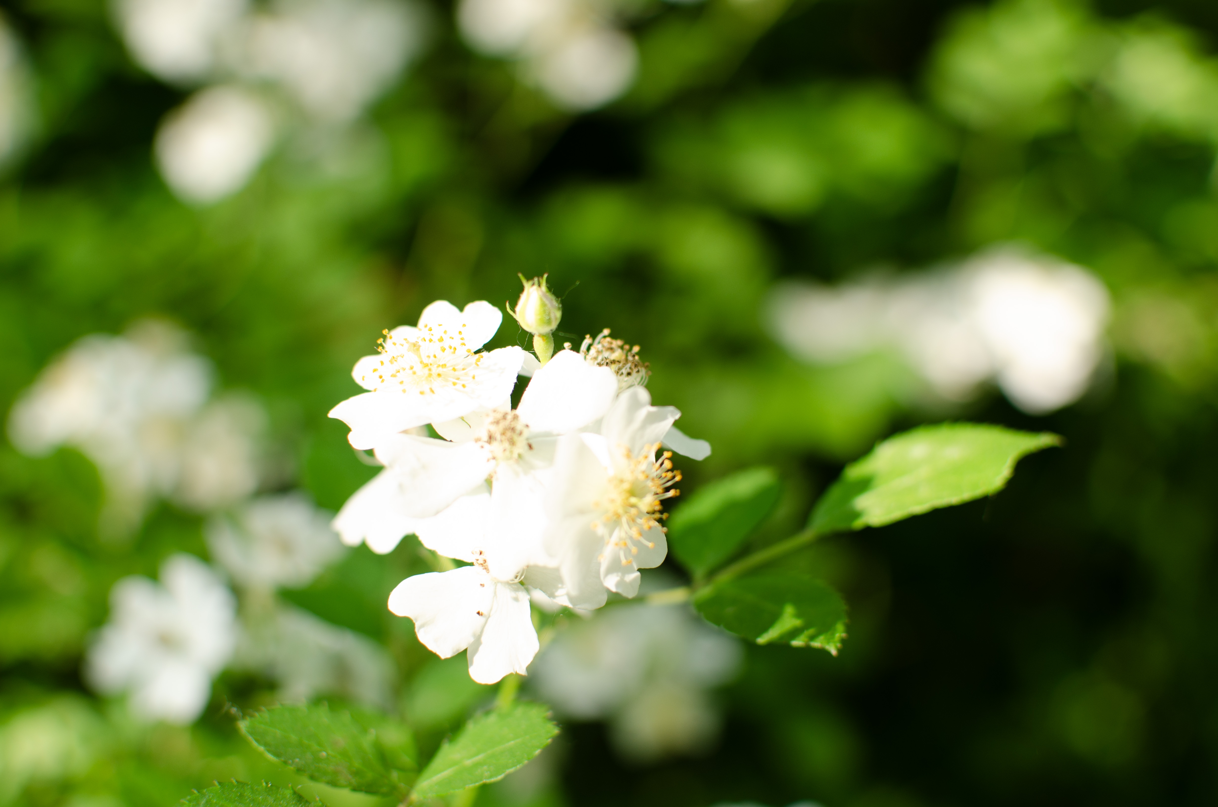 White Flower